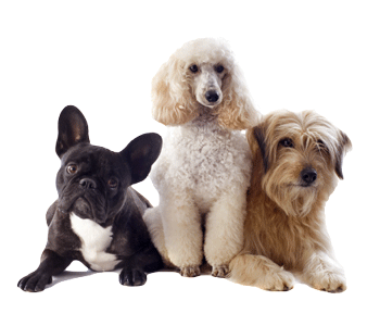 Dog Grooming at Salon Paws located in New Prague, MN 56071