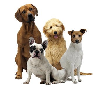 Professional Dog Groomers in New Prague, MN 56071