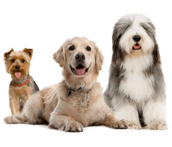 Dog Groomer, Dog Bather, De-shedder Professional Dog Grooming in New Prague, MN 56071