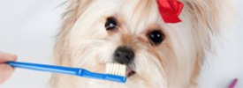 Specialty Dog Grooming Services available at Salon Paws Dog Grooming Shop in New Prague, MN include Nail Trimming, Nail Polishing, Teeth Brushing and More.