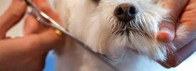 Standard Dog Grooming Services available at Salon Paws Dog Grooming in New Prague, MN include hair cuts, dog baths and breed specific styling grooming services.